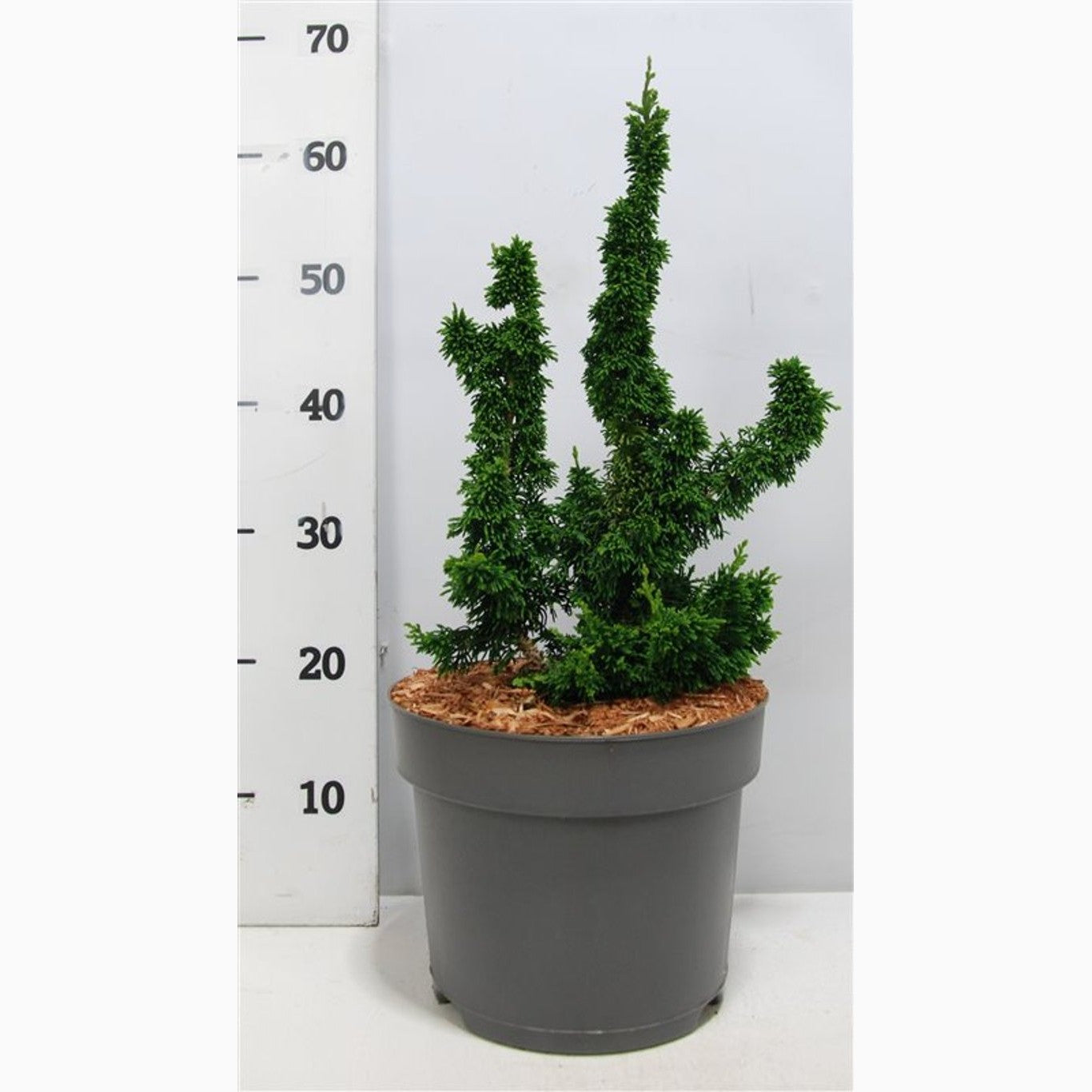 Thuja – Thuja occidentalis 'Malonyana' - C7.5 40-50 CM